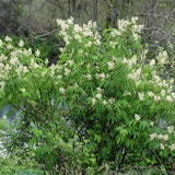 Sambucus racemosa (European Red Elderberry) Seedlings & Transplants Available for Spring Shipping