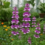 Collinsia heterophylla (Chinese Houses)