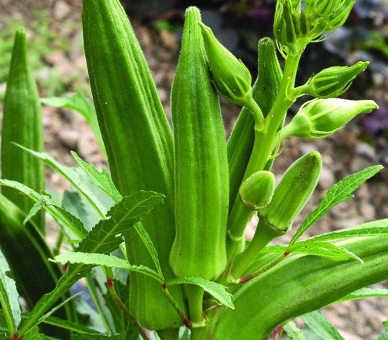 Clemson Spineless Okra (Abelmoschus esculentus)