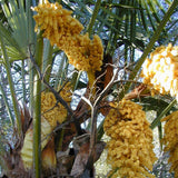 Trachycarpus excelsus (fortunei) wagnerianus (Wagner Windmill Palm, Chusan Windmill Palm, Dwarf Chusan Palm, Trachycarpus Tahii)