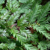 Sequoia sempervirens (Redwood, California Redwood, Coast Redwood)  52% Germ.
