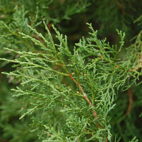 Juniperus virginiana (Eastern Red Cedar, Virginia Cedar) Seedlings & T