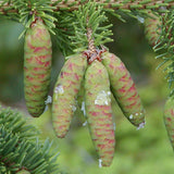 Picea glauca densata (Black Hills Spruce) Seedlings & Transplants Available for Spring Shipping