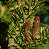 Abies balsamea (Lake State) (Balsam Fir, Canadian balsam, Eastern fir) Seedlings & Transplants Available for Spring Shipping