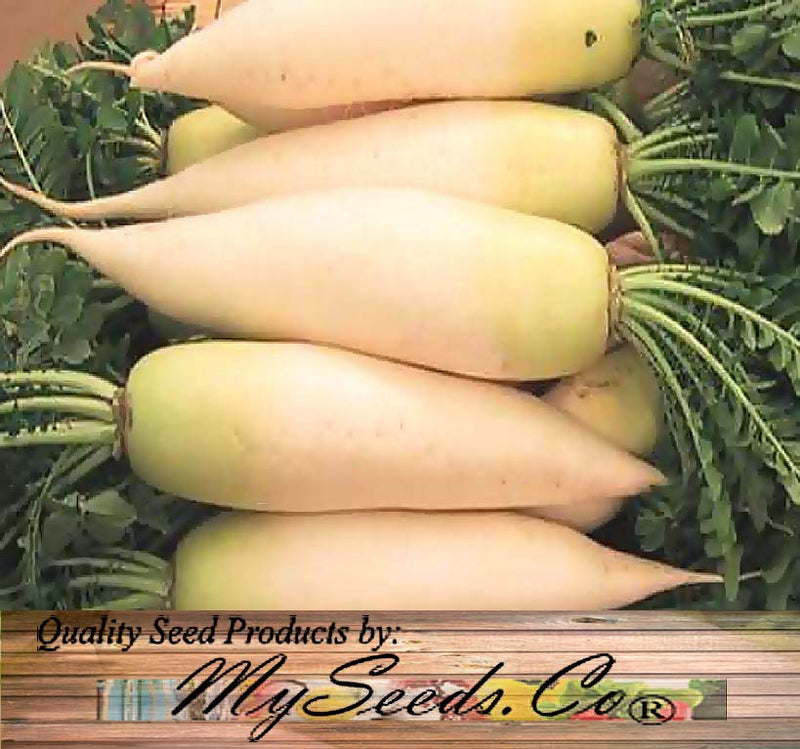 Japanese Radish, Daikon or Daicon Radish (Raphanus sativus)