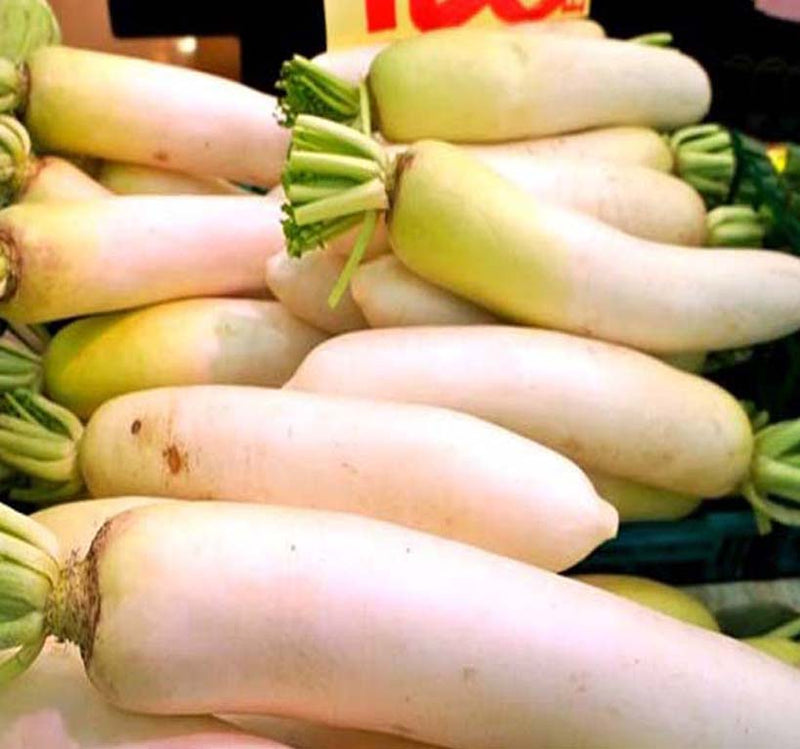 Japanese Radish, Daikon or Daicon Radish (Raphanus sativus)