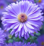 ASTER Novae-angliae  (SYMPHYOTRICHUM novae-angliae) (New England Aster)