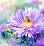 ASTER Novae-angliae  (SYMPHYOTRICHUM novae-angliae) (New England Aster)