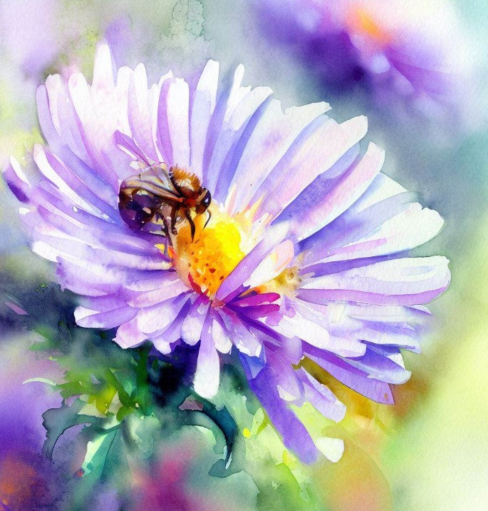 ASTER Novae-angliae  (SYMPHYOTRICHUM novae-angliae) (New England Aster)