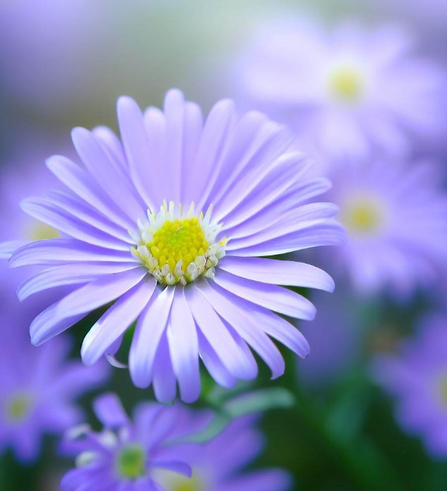 ASTER laevis (SYMPHYOTRICHUM laeve) (Smooth Aster)