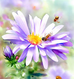 ASTER laevis (SYMPHYOTRICHUM laeve) (Smooth Aster)