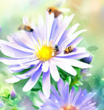 ASTER laevis (SYMPHYOTRICHUM laeve) (Smooth Aster)