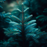 Abies balsamea 'Cook's Blue' (New Hampshire Balsam Fir, Cook's Blue Balsam Fir)