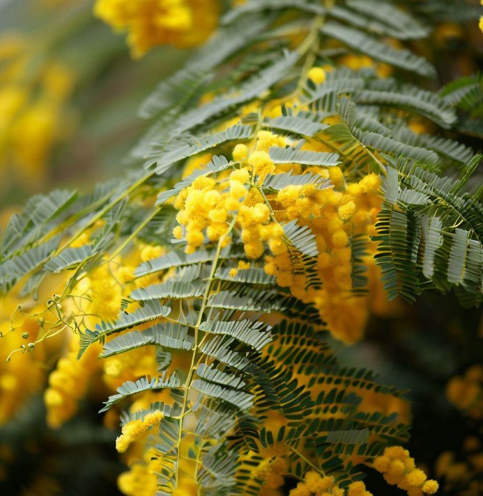 Acacia decurrens dealbata (Silver Acacia, Silver Wattle)