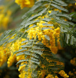 Acacia decurrens dealbata (Silver Acacia, Silver Wattle)