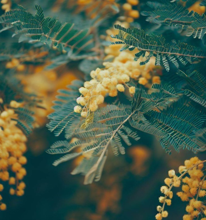Acacia decurrens dealbata (Silver Acacia, Silver Wattle)