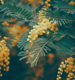 Acacia decurrens dealbata (Silver Acacia, Silver Wattle)