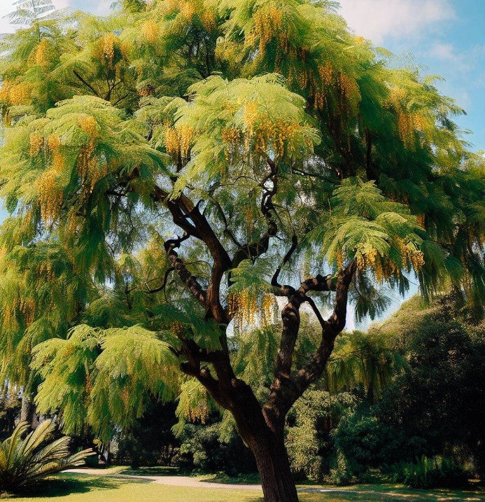Acacia decurrens dealbata (Silver Acacia, Silver Wattle)