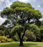 Acacia decurrens dealbata (Silver Acacia, Silver Wattle)