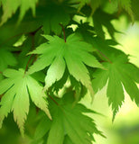 Acer ginnala d.w. (Amur Maple, Flame Maple, Siberian Maple)