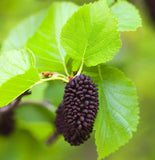 Alnus glutinosa (European Alder, Black Alder)