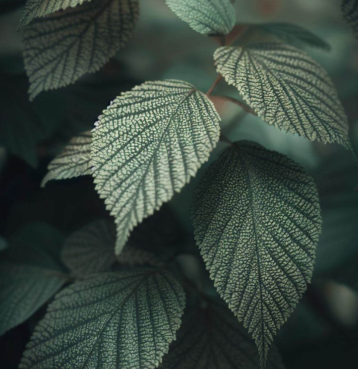 Alnus incana (European Speckled Alder, Gray Alder, Grey Alder, Hoary Alder, Mountain Alder, Speckled Alder)