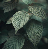 Alnus incana (European Speckled Alder, Gray Alder, Grey Alder, Hoary Alder, Mountain Alder, Speckled Alder)
