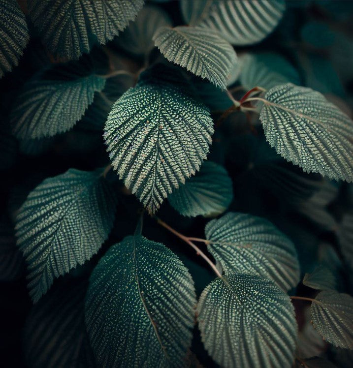 Alnus incana (European Speckled Alder, Gray Alder, Grey Alder, Hoary Alder, Mountain Alder, Speckled Alder)