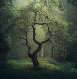 Alnus incana (European Speckled Alder, Gray Alder, Grey Alder, Hoary Alder, Mountain Alder, Speckled Alder)