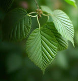 Alnus japonica (Japanese Alder)