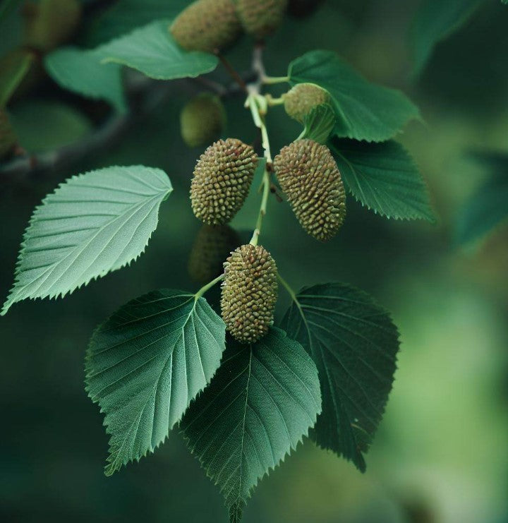 Alnus japonica (Japanese Alder)