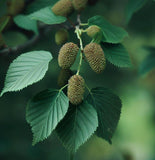 Alnus japonica (Japanese Alder)