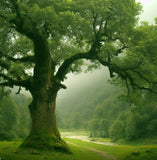 Alnus nepalensis (Nepal Alder)