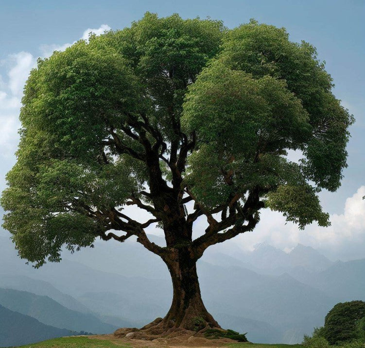 Alnus nepalensis (Nepal Alder)