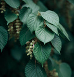 Alnus nitida (Himalayan Alder)