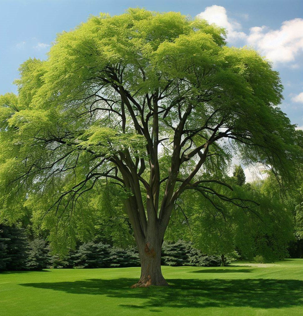 Ulmus americana (American Elm, White Elm, Gray Elm, Swan Elm)
