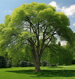 Ulmus americana (American Elm, White Elm, Gray Elm, Swan Elm)