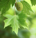 Platanus occidentalis (American Sycamore, American Plane) Seedlings & Transplants Available for Spring Shipping