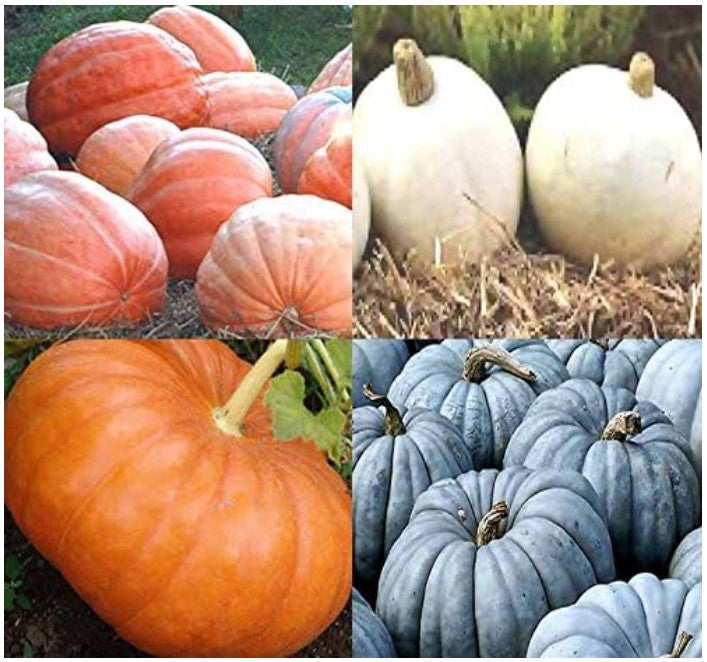 Pumpkin Mix II - Dill Atlantic Giant, Casper White, Cinderella Rouge VIF D'Etampes, & Jarrahdale Blue Pumpkin Seeds