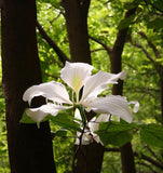 Bauhinia purpurea Alba (White Orchid Tree)