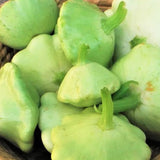 Bennings Green Tint Scallop Squash, Summer (Cucurbita pepo)