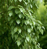Betula nigra Northern (River Birch)