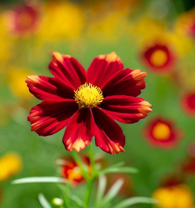 COREOPSIS tinctoria (Dwarf Red Plains Coreopsis)