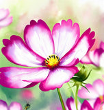 COSMOS bipinnatus 'Picotee' (White w/Magenta Edges)