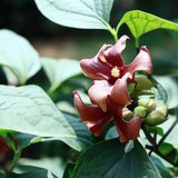 Calycanthus floridus (Carolina Allspice, Strawberry Shrub, Sweet Betsy, Sweet Shrub, Pineapple Shrub)