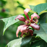 Calycanthus floridus (Carolina Allspice, Strawberry Shrub, Sweet Betsy, Sweet Shrub, Pineapple Shrub)