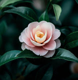 Camellia sinensis (Tea, Tea Plant, Tea Camellia)