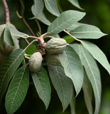 Carya laciniosa (Shellbark Hickory)