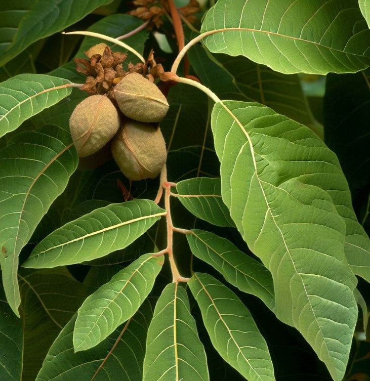 Carya laciniosa (Shellbark Hickory)