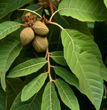 Carya laciniosa (Shellbark Hickory)